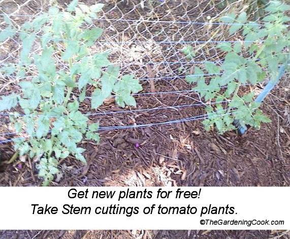 tomato plants for free from cuttings, gardening