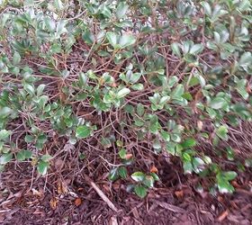 what kind of bush is this, gardening