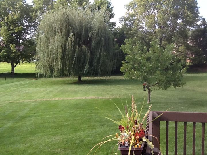 hostas under a willow tree yay or nay, This is Bubba our ten year old Willow tree I forget the variety