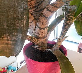 caring for indoor plants during the fall and winter, gardening, home decor