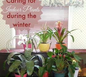 caring for indoor plants during the fall and winter, gardening, home decor