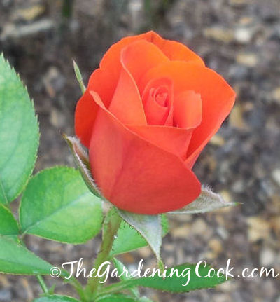 each rose color has a special significance, flowers, gardening