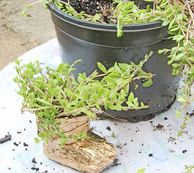 trash to treasure garden gnome foot planter, crafts, gardening, repurposing upcycling
