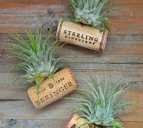 air plant wine bottle cork magnets, crafts, home decor, repurposing upcycling