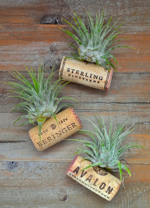 Air plant wine cork magnets