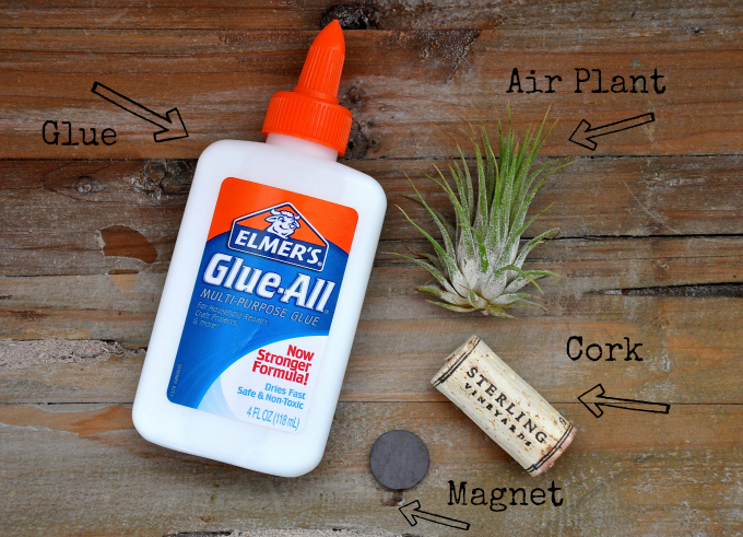 air plant wine bottle cork magnets, crafts, home decor, repurposing upcycling