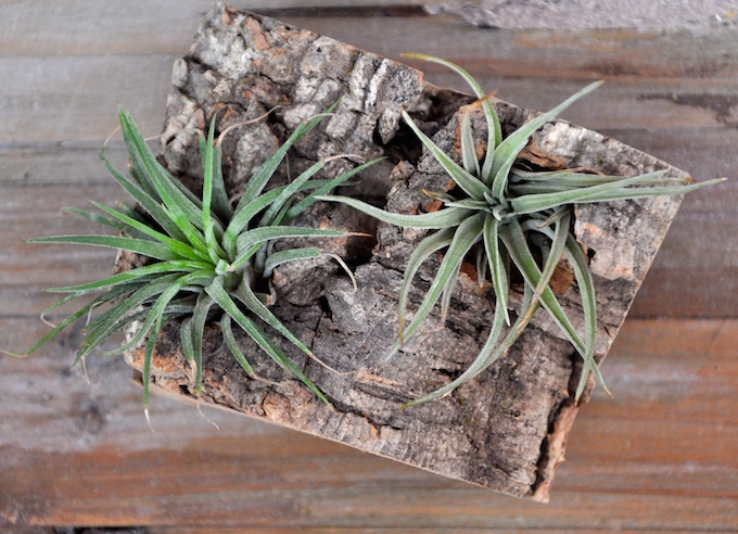 manes de cortia para garrafas de vinho com plantas de ar