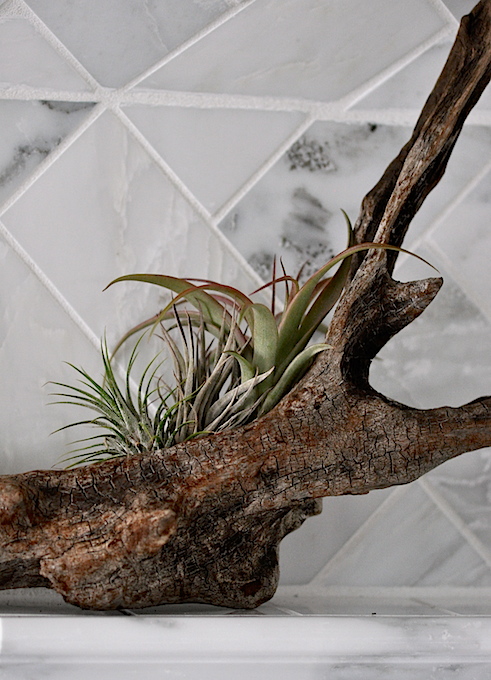 air plant wine bottle cork magnets, crafts, home decor, repurposing upcycling