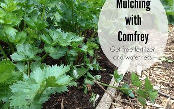 Guide to Mulching With Comfrey