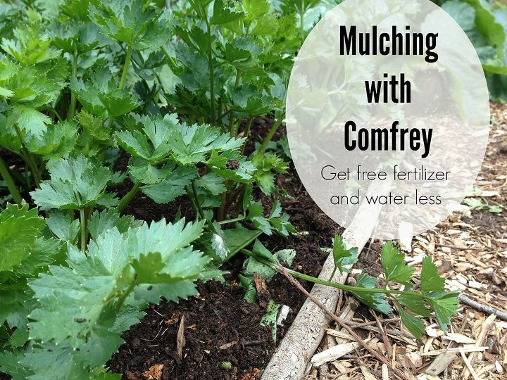 gardening tips comfrey mulching guided, gardening, landscape