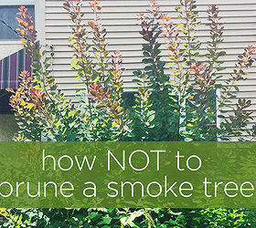 gardening smoke tree wildlife, gardening, how to