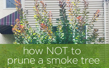 Cómo NO podar un árbol de humo