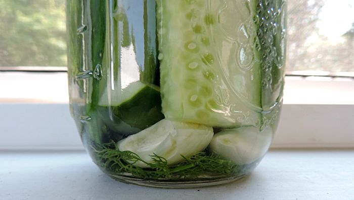 gardening cucumbers dill fridge pickles, homesteading