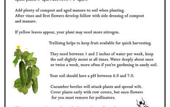  10 dicas para cultivar pepinos