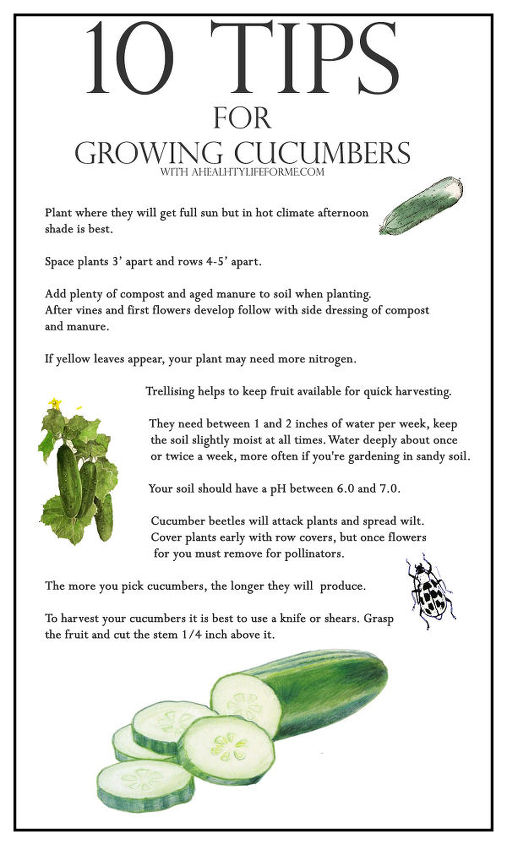10 consejos para cultivar pepinos