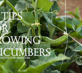 gardening tips cucumbers growing, gardening