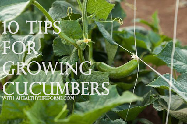 gardening tips cucumbers growing, gardening