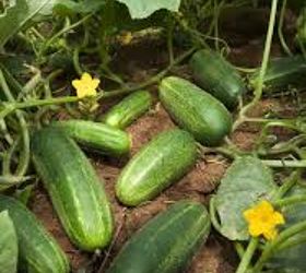 gardening tips cucumbers growing, gardening, image via wikipedia