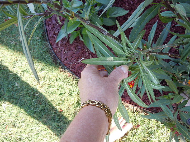 gardening white substance plant leaves identifying, gardening, If you can look closely you will see what I m talking about I m not sure what I should do