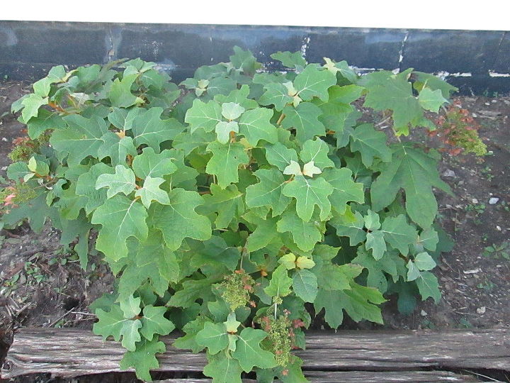 not happy how my one year old oak leaf hydrangea s look