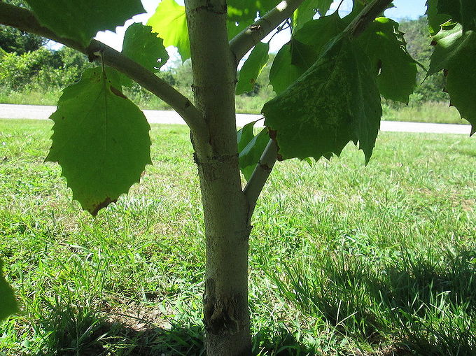 when to trim baby sycamore tree