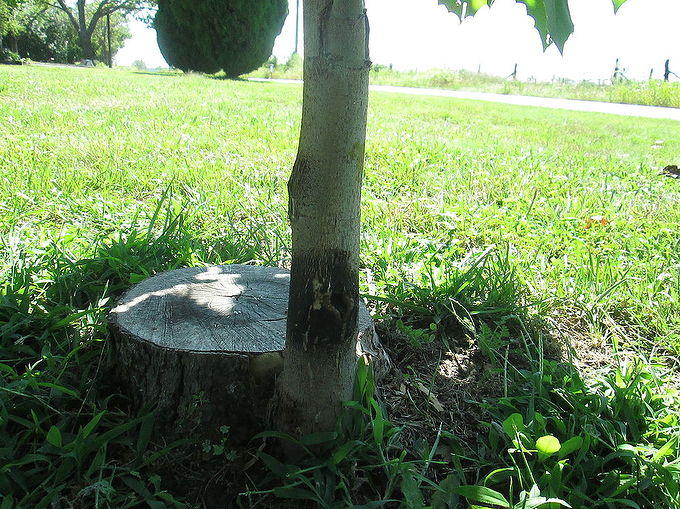 when to trim baby sycamore tree