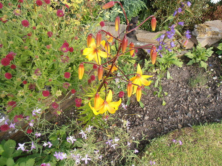 scottish garden, flowers, gardening