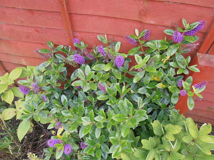 scottish garden, flowers, gardening