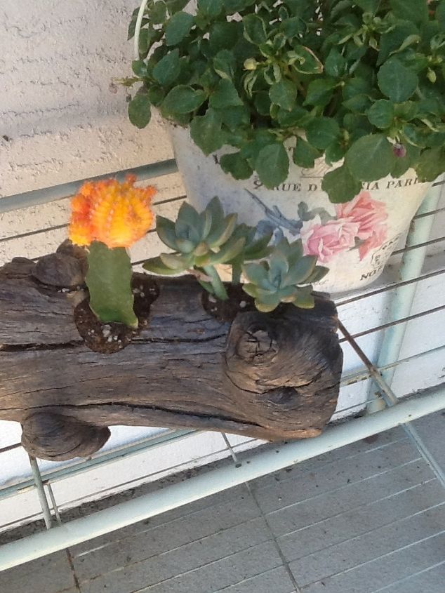 succulents driftwood planters, gardening, repurposing upcycling