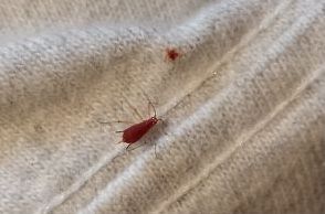 insect bug identifying red, pest control