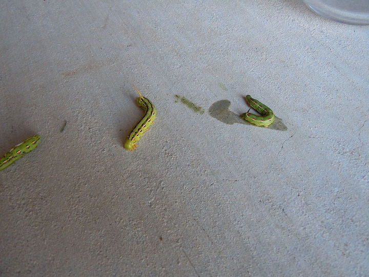 caterpillar garden worm identifying kind, gardening, pets animals