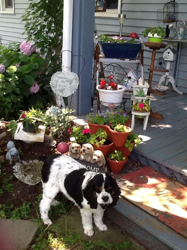 pretty perfect porch for pooches, container gardening, flowers, gardening, pets animals, porches