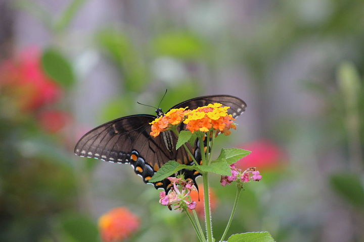 butterflies in my garden, gardening, outdoor living, pets animals