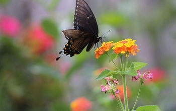 Butterflies in My Garden