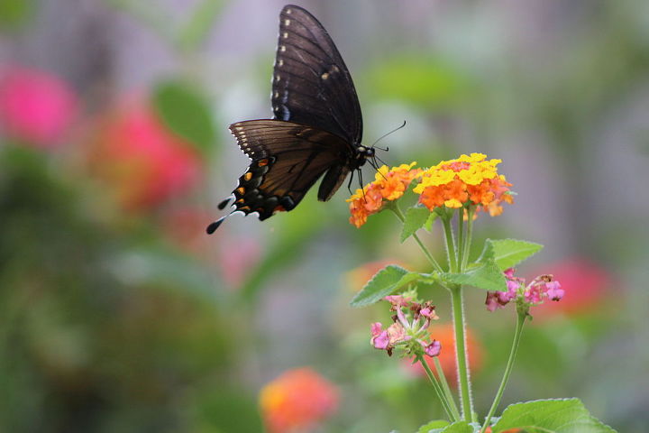butterflies in my garden, gardening, outdoor living, pets animals
