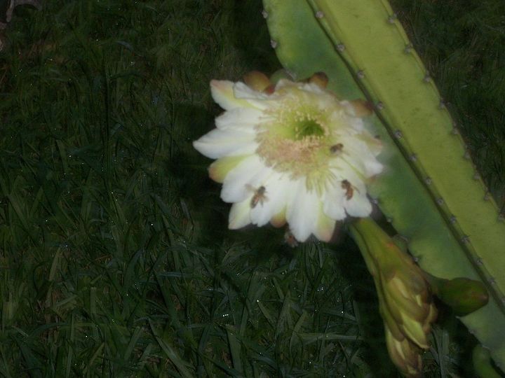 pitayo cactus, gardening