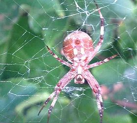 can anyone tell me what type of spider this is, outdoor living, pets animals