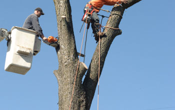 Tips to Help You Detect That a Dead Tree Will Fall