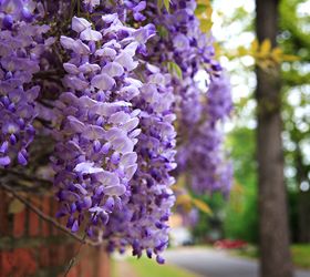 plant these 5 fabulously fragrant flowers sweeten up your garden, flowers, gardening