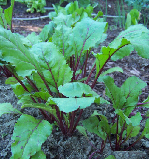 gardening tips sunlight vegetable growth, gardening