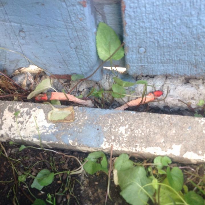 gardening stinkhorn fungus weed removal, gardening, pest control, Found next to the fence I share with a neighbor
