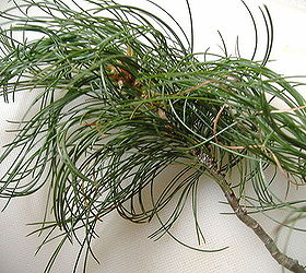 gardening tree conifer identifying pine, gardening, This was freshly and quietly picked