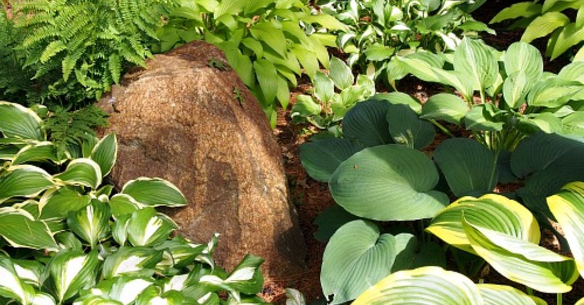 Fall Hint for Dividing Hostas in Spring | Hometalk