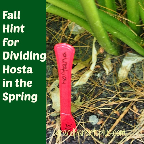 gardening tips hosta divide fall spring, gardening, landscape