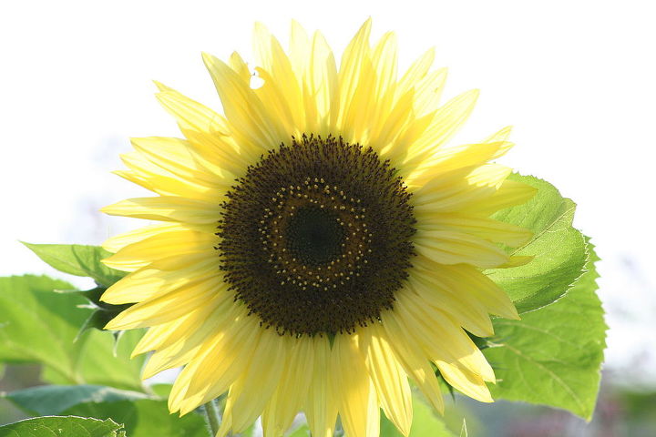 sunny sunflower, flowers, gardening