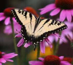 Tiger Swallowtail