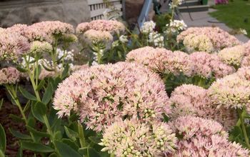 Add Some Colour to Your Fall Garden With These Plants