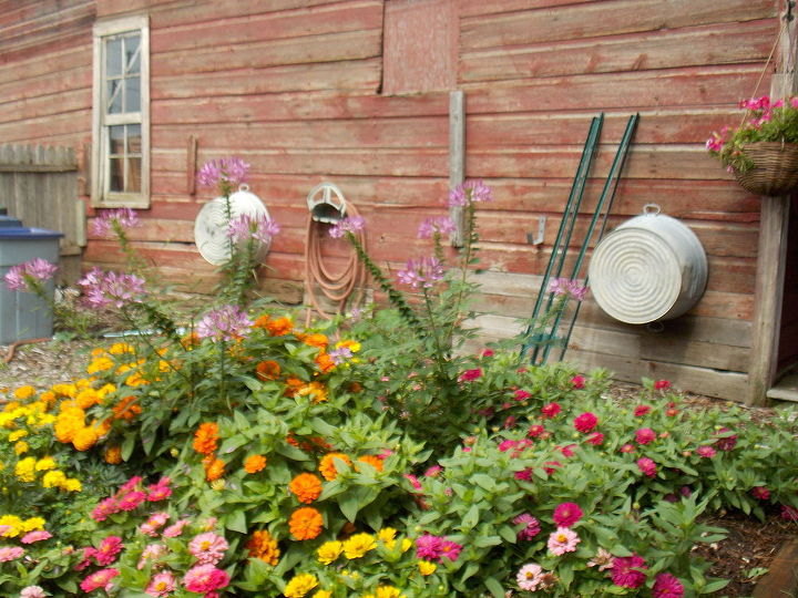 gardening illinois farm flowers tomatoes, container gardening, gardening