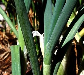 how to grow onions in containers, container gardening, gardening