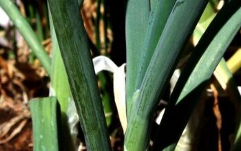 How to Grow Onions in Containers